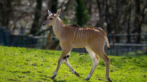 Eine kleine Antilope trabt über die grüne Wiese in ihrem Gehege. 