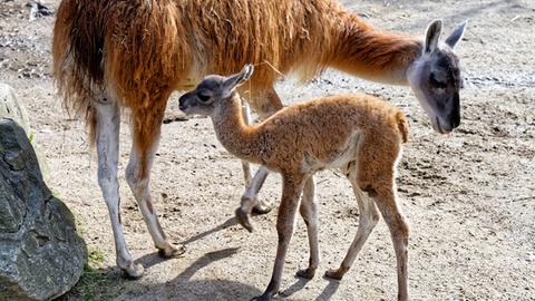 Ein vor kurzem geborenes Guanako mit einem Alttier im Opel-Zoo in Kronberg