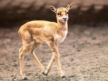 Die kleine Antilope blickt in die Kamera und läuft durch ein Freiluftgehege.