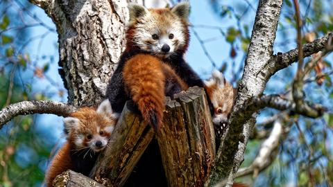 Jungtiere bei den Roten Pandas im Opel-Zoo auf einem Baum