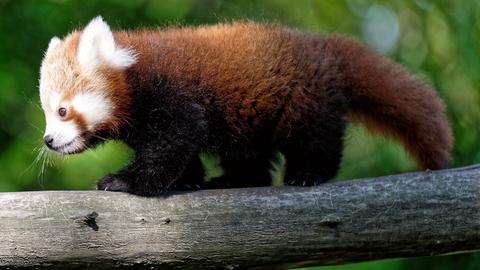 Jungtiere bei den Roten Pandas im Opel-Zoo auf einem Baum