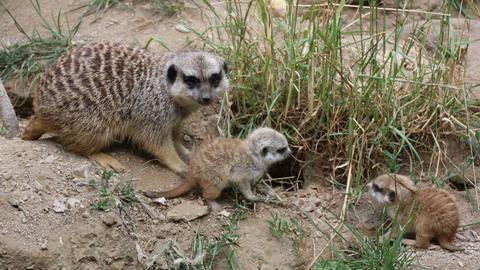 Zwei junge Erdmännchen mit ihrer Mutter im Opel-Zoo Kronberg