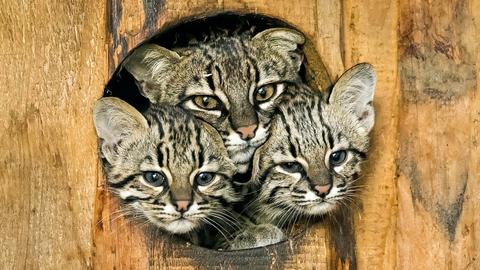Drei Katzengesichter