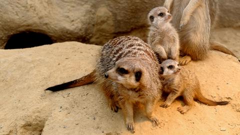 Erdmännchen im Frankfurter Zoo