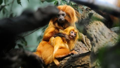 Löwenäffchen im Frankfurter Zoo