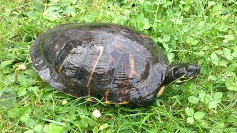 Schildkröte, die bei der Polizei abgegeben wurde.