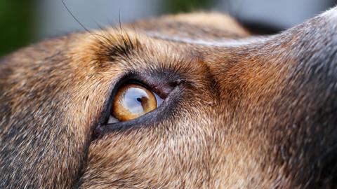 Nahaufnahme des bernsteinfarbenen Auges eines Schäferhundes. 