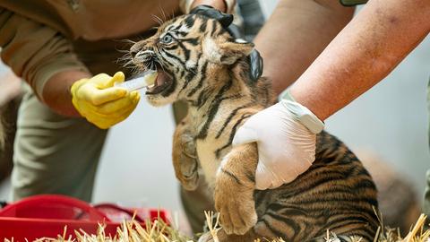 Gesundheitscheck im Frankfurter Zoo. Einer der beiden Tiger-Jungtiere erhält eine Wurmkur