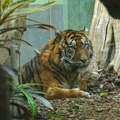 Tiger Emas liegt zwischen Grünpflanzen. 