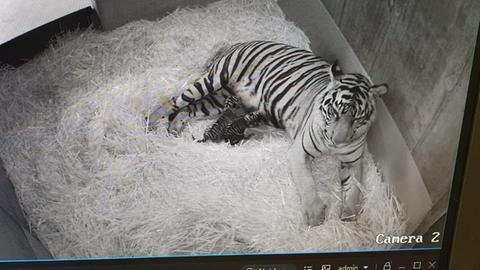 Tiger-Mutter mit Nachwuchs in der Wurfbox