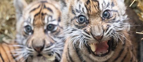 Zwei kleine Sumatra-Tiger werden im Zoo Frankfurt erstmals der Öffentlichkeit vorgestellt. 