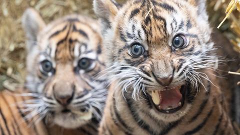 Zwei kleine Sumatra-Tiger werden im Zoo Frankfurt erstmals der Öffentlichkeit vorgestellt. 