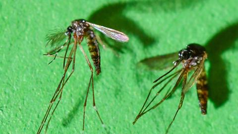 Asiatische Tigermücken, links ein männchen, rechts ein Weibchen