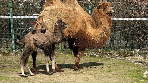 Das Trampeltier-Junge Ella-Marie mit seiner Mutter Emily im Opel-Zoo, Kronberg.