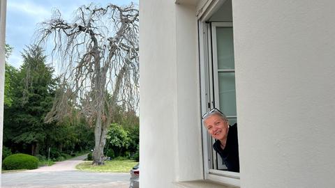 Noch steht sie: die kranke "Trauerbuche" am Alten Portal des Frankfurter Hauptfriedhofs. 