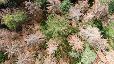 Eine Drohnenaufnahme: Bäume von oben - manche davon sind vertrocknet und abgestorben