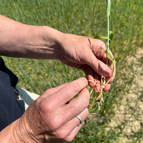 Landwirt Bernd Bund hält die Ähre einer Braugerste-Pflanze in den Händen.