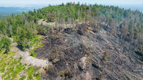 Waldbrandfläche im Taunus