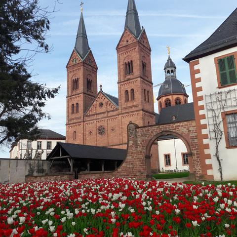 In einem Blumenbeet vor einer Kirche stehen rote und weiße Tulpen.