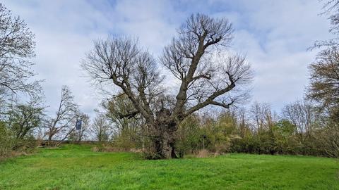 450 Jahre alte Ulme bei Pfungstadt