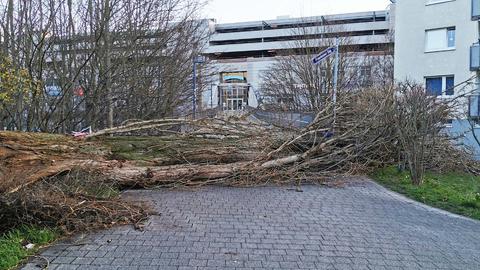 Umgestürzte Pappel liegt auf einem Fußgängerweg vor einem Gebäude und versperrt dern Zugang.