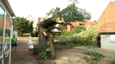 Die vom Unwetter umgestürzte Dorflinde in Bebra-Weiterode.