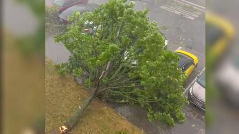 Ein Baum stürzte auf ein Auto in Rüsselheim