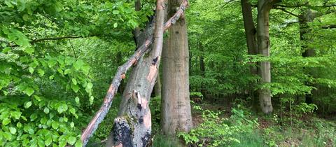 Ein abgebrochener Baumstamm im Brensbacher Urwald