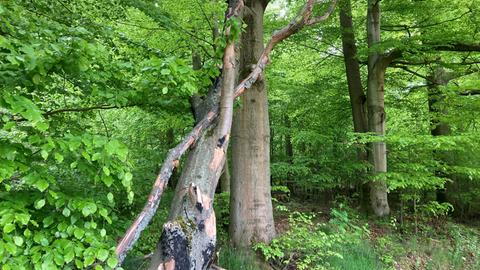 Ein abgebrochener Baumstamm im Brensbacher Urwald