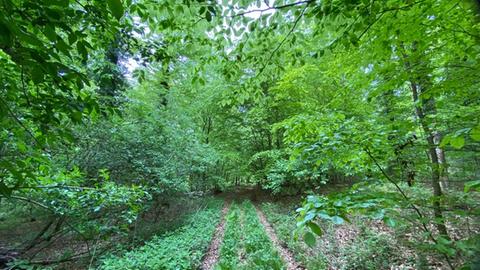 Urwald in Brensbach