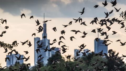 Vögel Frankfurt Skyline