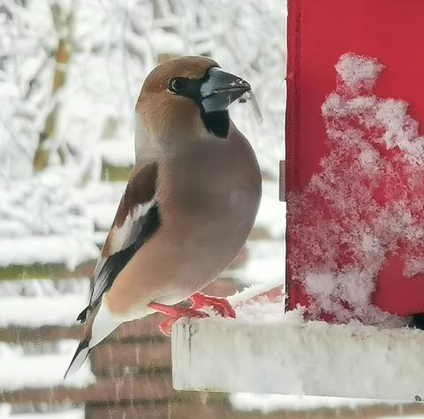 Ein Vogel sitzt auf einem schneebedeckten Zaun.
