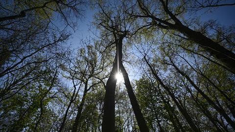 Sonne zwischen Bäumen im Wald