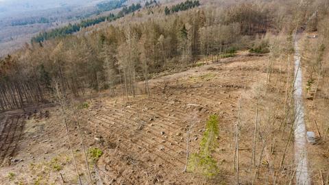 Infolge von Klimaschäden wurden viele Bäume im Wald bei Wiesbaden gefällt.