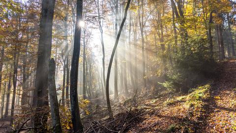 Wald am Großen Feldberg im Taunus