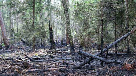 Waldbrand Hainstadt