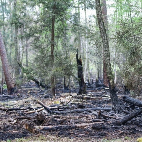 Waldbrand Hainstadt