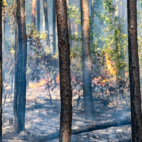 Waldbrand