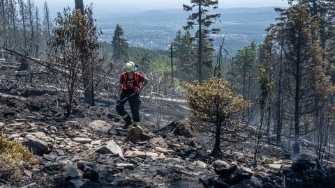 Ein Feuerwehrmann steht zwischen verkohlten Baumstämmen und hält einen Schlauch in der Hand.