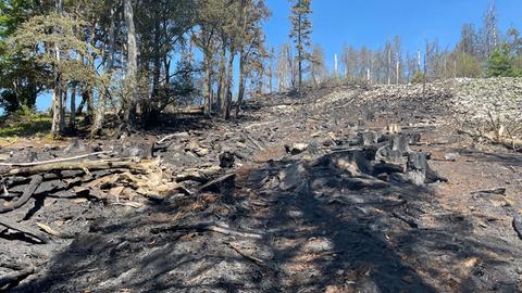 Verkohltes Holz liegt nach einem Waldbrand an einem Berghang.