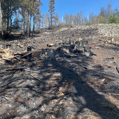Verkohltes Holz liegt nach einem Waldbrand an einem Berghang.