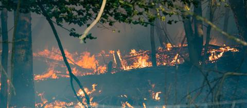 Ein Wald bei Hainburg (Offenbach) steht in Flammen.