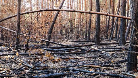 Abgebrannte Bäume im Wald