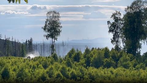 Das Bild zeigt Baumkronen, über denen eine Rauchwolke aufzieht