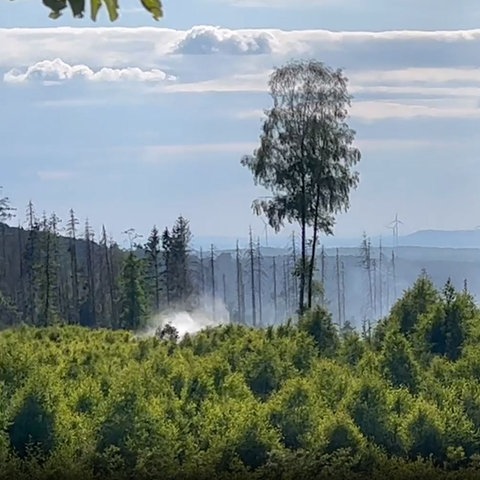 Das Bild zeigt Baumkronen, über denen eine Rauchwolke aufzieht