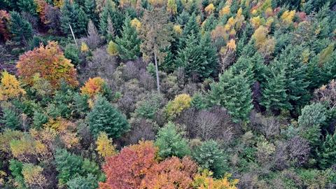 Nördlicher Odenwald im Herbst, der Wald zeigt sich von seiner bunten Seite. Teils sind aber auch die Schäden der verganenen trockenen Sommer zu sehen.