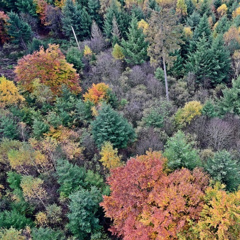 Nördlicher Odenwald im Herbst, der Wald zeigt sich von seiner bunten Seite. Teils sind aber auch die Schäden der verganenen trockenen Sommer zu sehen.