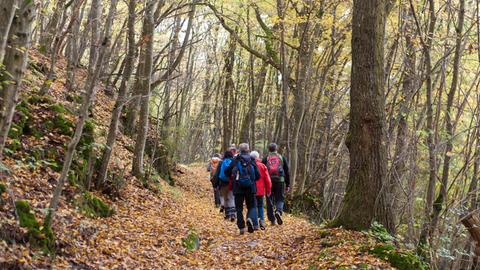 Eine Gruppe Wanderer gehen auf einem Waldweg im herbstlichen Wald. Ihre Kleidung in bunten Farben bildet einen Kontrast zu dem braun-grünlichen Farbtönen des Waldes.