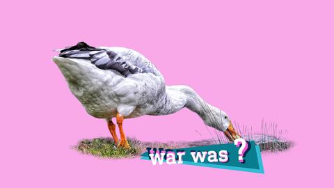 Bild eines Tieres, das wie eine Mischung aus einem Schwan und einer Gans aussieht. Auf dem Foto eine kleine farbige Grafik mit dem Schriftzug "War was?".