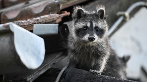 Ein junger Waschbär schaut von einem Dach herunter.